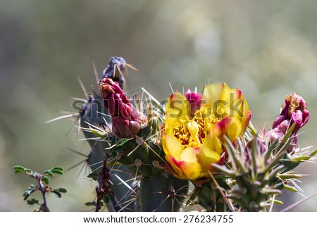 close up of a beautiful orange bloom on a desert cactus in Arizona