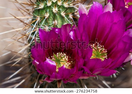 close up of a beautiful purple flower on a desert cactus in Arizona