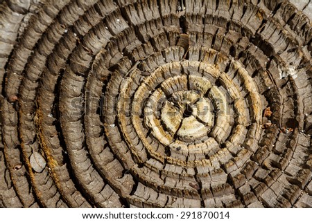 aging tree round with well defined rings for a texture or background