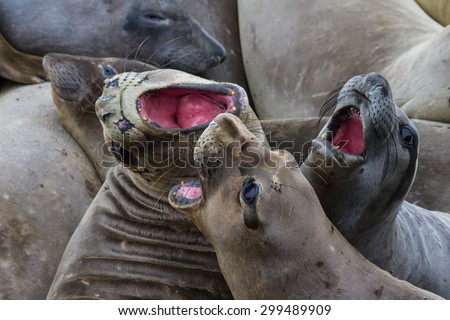close up of elephant seals in a bad mood trying to bite one another