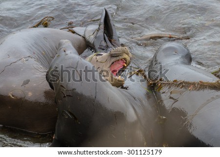 close up of elephant seals in a bad mood trying to bite one another