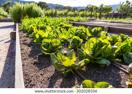 growing lettuce in California using raised garden beds