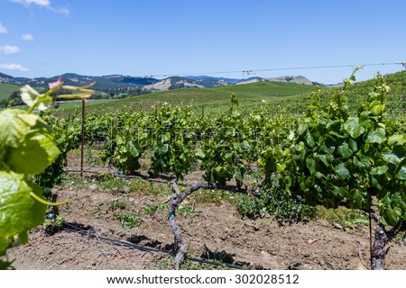 landscape in California with rows of grape vines