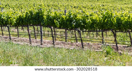 landscape in California with rows of grape vines