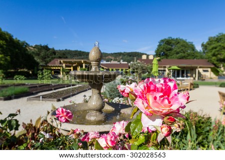 beautiful blooming rose and a water fountain in the back yard of a restaurant in California