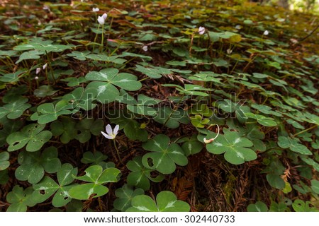 close up of blooming three leaf clover in a forest