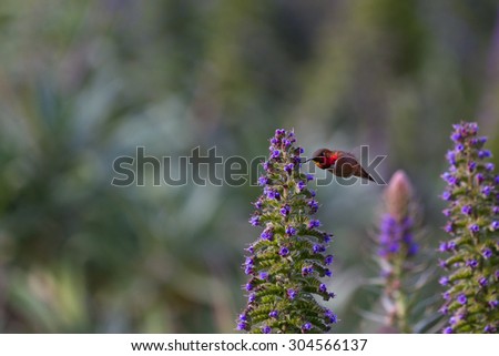 humming bird feeding on lupine flowers in the bay area in San Francisco