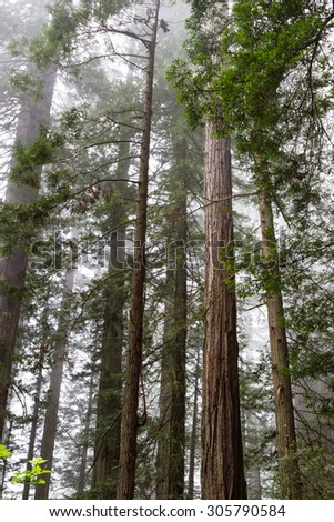 wide angle view of some of the tallest trees in the world, the redwoods in Northern California