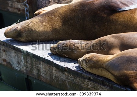 Group of California Sea Lions sun bathing on the floating docks in San Francisco