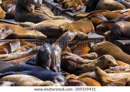 Group of California Sea Lions sun bathing on the floating docks in San Francisco