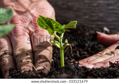 close up of freshly planted green plant with dirty hands compacting the soil around it