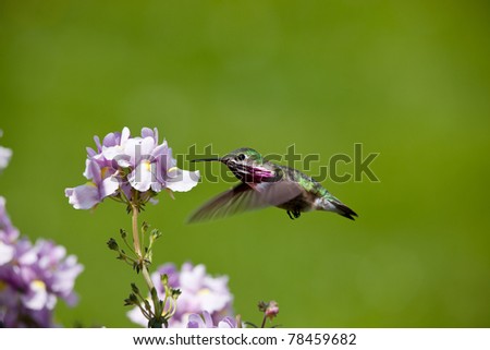 spring time in Idaho, small humming bird looking for nectar in flowers