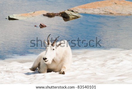 mountain goat laying on snow smiling and posing