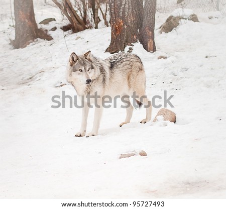 adult male wolf in packed snow looking at something