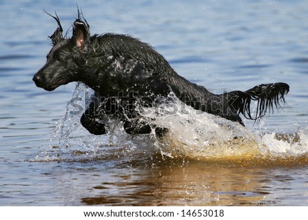 Dog jumping out of water