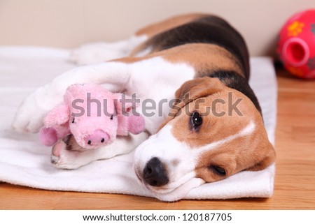 Four month old female Beagle puppy, sleepy