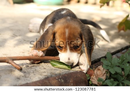 Small beagle puppy, two month old dog playing with a stick