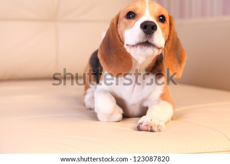 Female Beagle puppy on a white leather sofa, barking