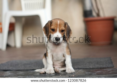 Small beagle puppy, two month old dog