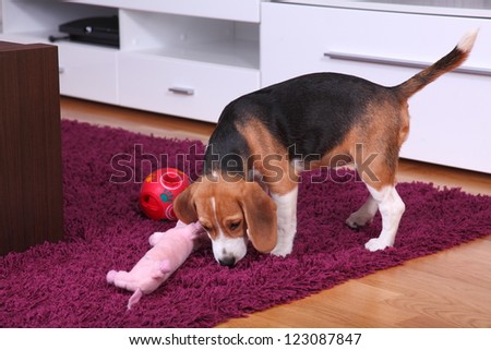 Female Beagle puppy inside a modern apartment playing with an interactive ball