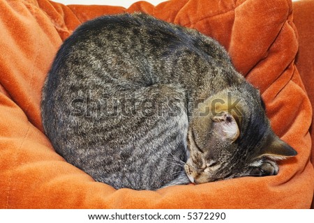Cat curled up and sleeping on a pillow