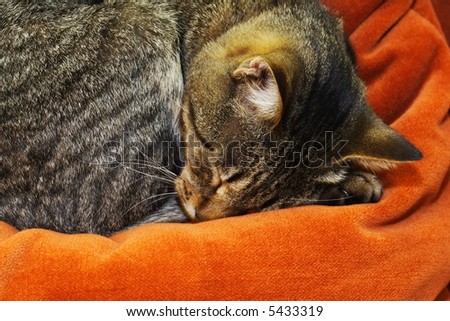 Cat curled up and sleeping on a pillow
