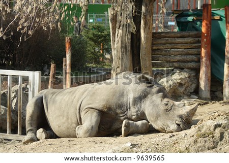 Rhino in Budapest zoo