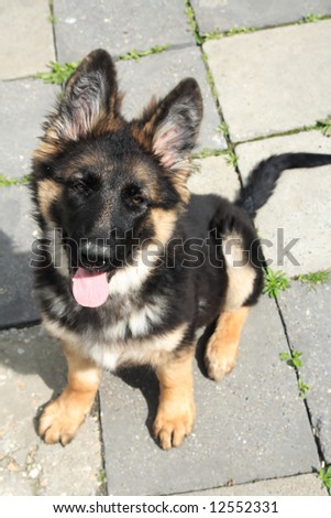 German shepherd puppy 4 months old