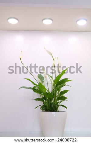 Peace lily flower on the shelf inside a white closet