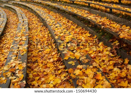 Wooden benches at outdoor theater full of autumn leaves