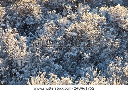 Frosty plants in winter, background