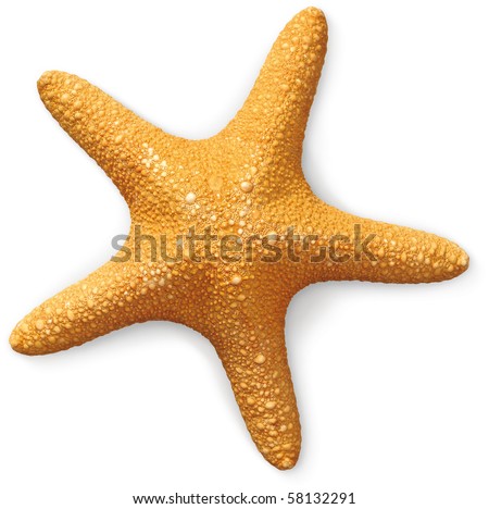 stock photo : overhead view of a sea starfish on a white background