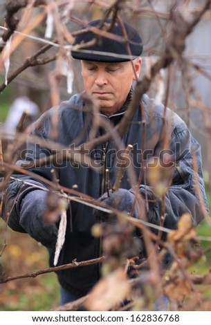 grape crop grown man outdoor