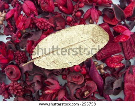 golden leaf over red seeds and leafs