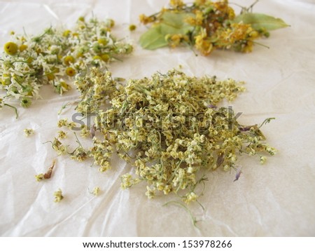 Chamomile flower, elderflower and linden flower drying on white paper