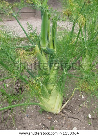 Fennel bulbs in vegetable bed