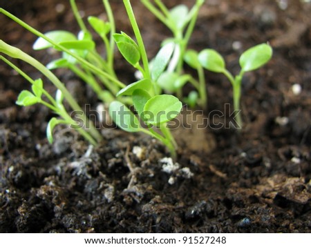 Seed ball with flower seedlings