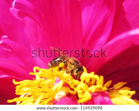 bee with legs full of pollen 5, on pink peony, soft  with short depth of field