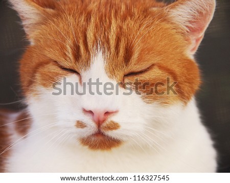 red and white cat, sleeping, close-up, 13