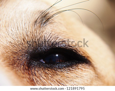 dog eye and eyebrow