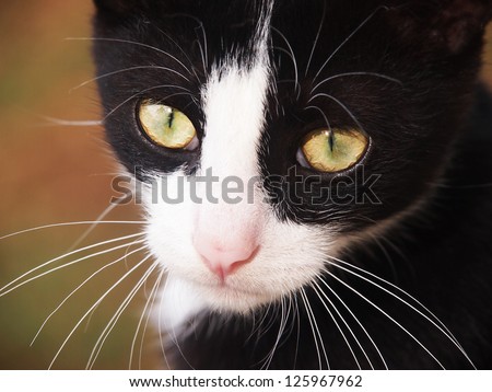 young cat, black and white,  close-up