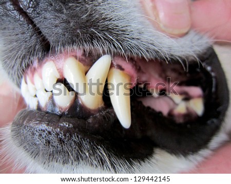 dog teeth 26