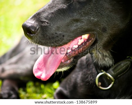 black dog , close-up, 15,  mouth and nose detail, labrador mixed breed