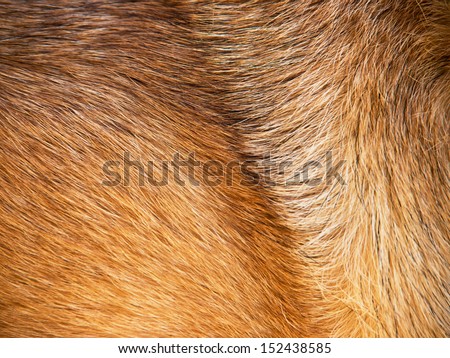 dog fur (8) background