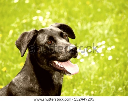 black dog (32) in the meadow, labrador mixed breed