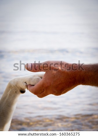 paw in hand (14) human hand and dog paw