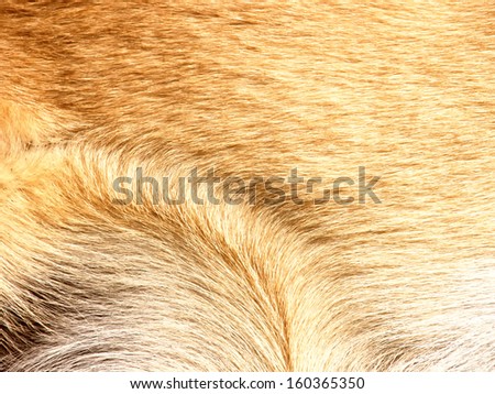 dog fur background 4