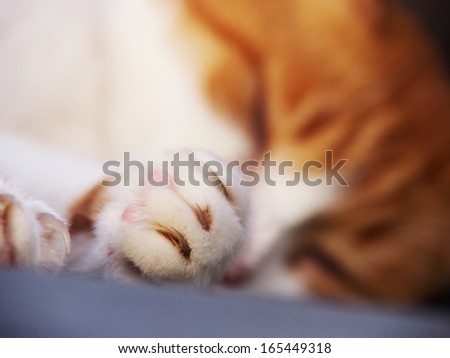 sleeping cat 5, focus on the paw and the claw
