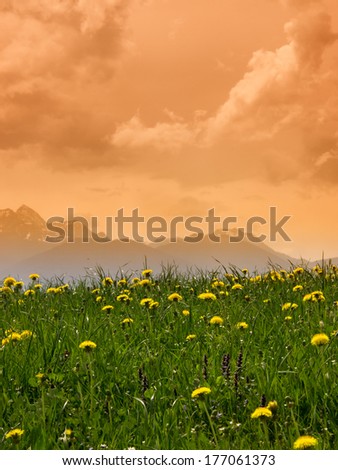mountain wendelstein (46) and dandelion meadow, focus is on the dandelions
