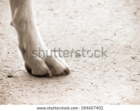 dog foot